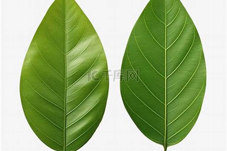 植物叶面肥喷施正面还是反面效果好？为什么？