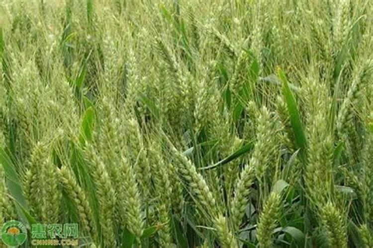 2021年三宁肥料种小麦用多少钱一吨？百度问一问