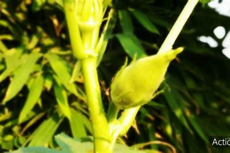 秋葵开花结果期施三个15复合肥好吗？