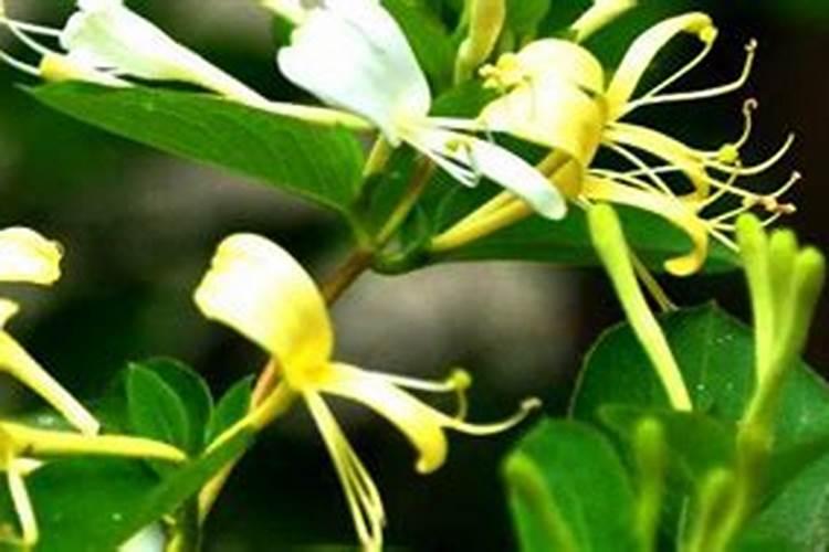 春天金银花怎样施肥,冬天可以施肥吗