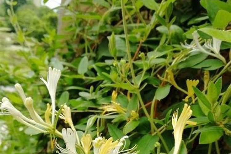 冬季金银花施肥方法冬季金银花如何施肥