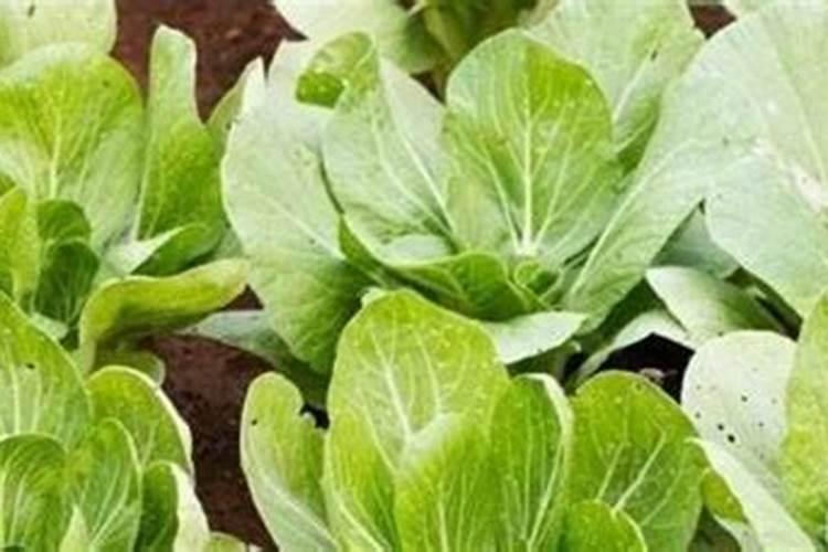 大白菜用什么肥料追肥(上几次肥最好,什么时候用肥)