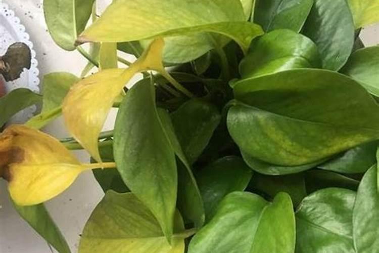 室内植物叶子发黄怎么办