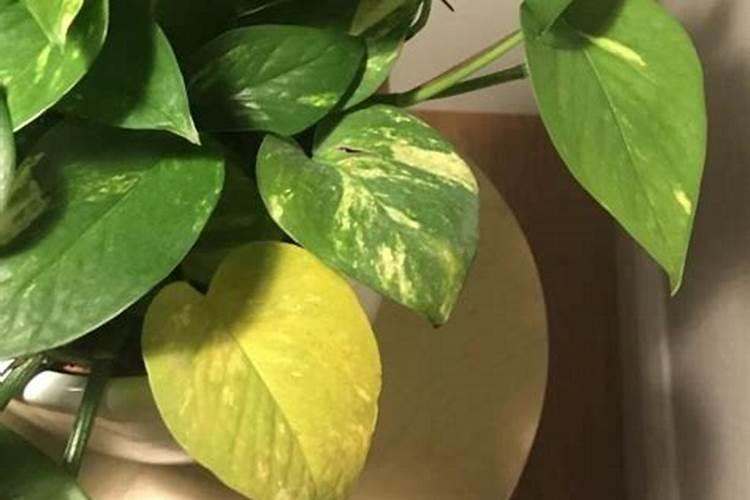 室内植物叶子发黄施肥,及时追施氮肥养护