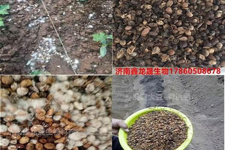 大豆怎样发酵做有机肥