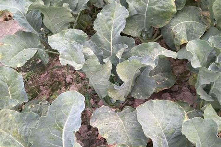松花菜定植后,对肥水的要求都有哪些呢？
