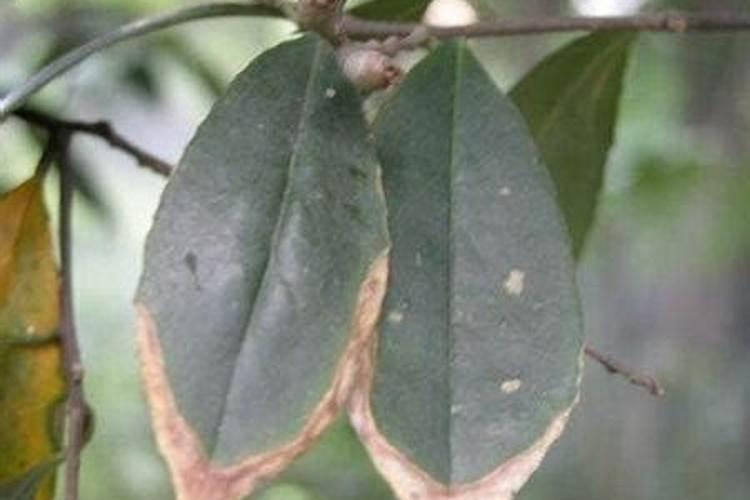 新移植的桂树放多的肥料伤根了 要怎么补救
