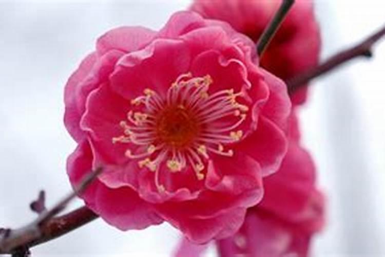 盆栽腊梅花苞期施什么肥