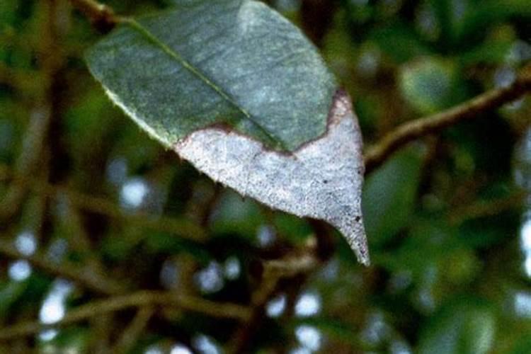 盆栽桂花肥害经过处理后还是不生长是死了吗
