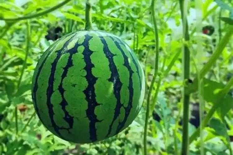 种西瓜需要什么肥料