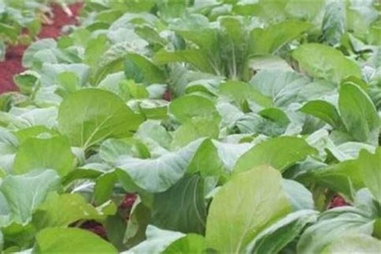 种植甘蓝能施钾肥吗？该如何施钾肥呢？