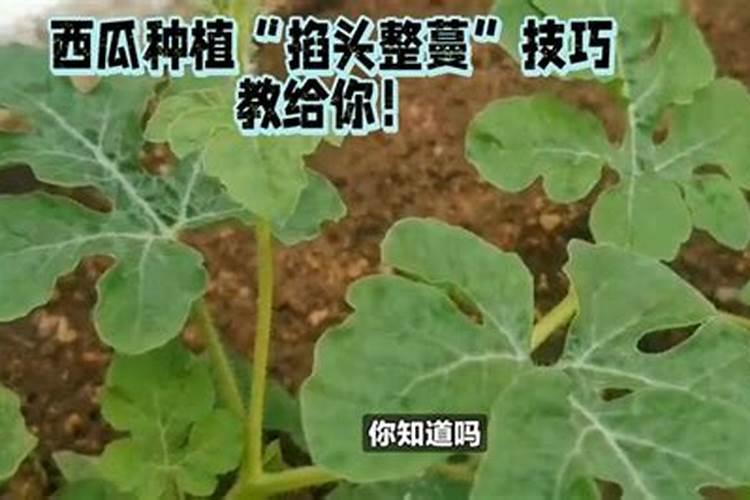 西瓜有四五斤一个了,可以把根部施肥吗？？