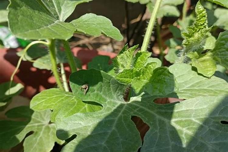 合理施西瓜水溶肥是提高西瓜产量与品质的关键