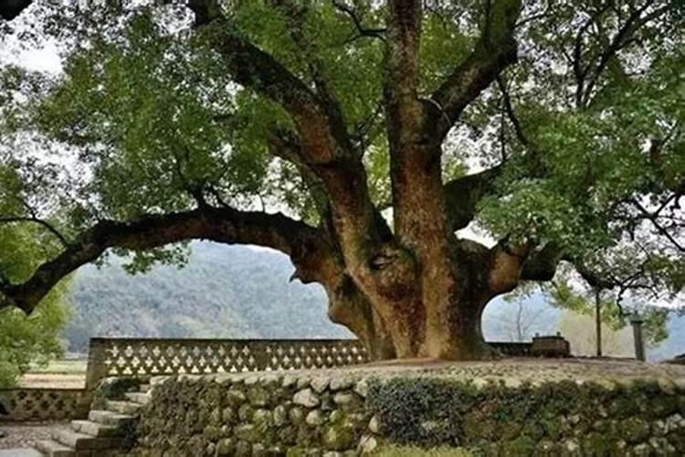 有什么办法能养护紫薇？