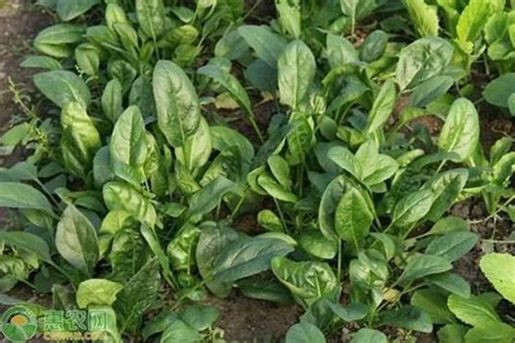 种植菠菜浇水也很重要,如何才能科学的浇水？