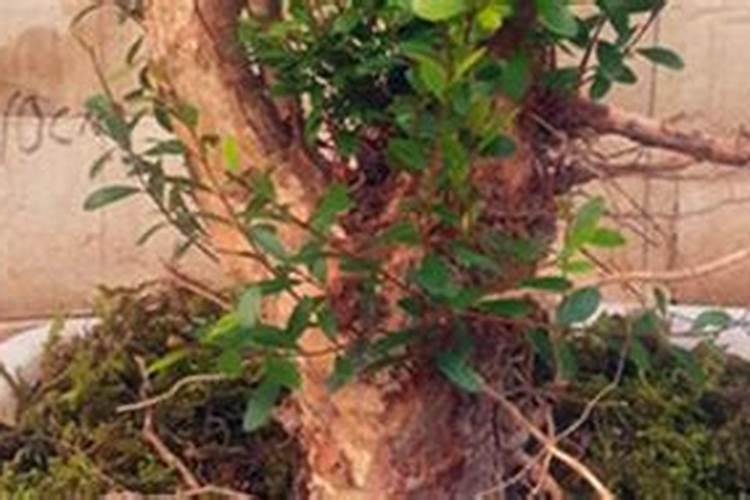 沙糖桔小老树有救吗