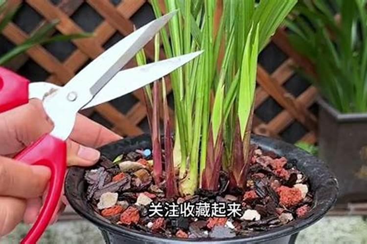 如何使树木快速生根