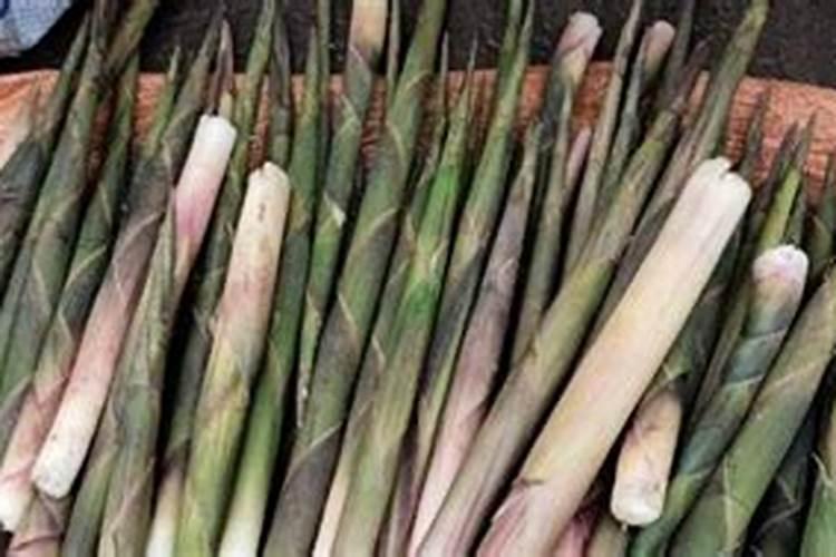 竹笋高产种植方法有哪些