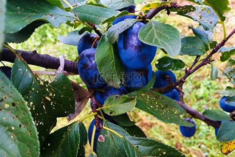 种植李子怎么管理结果多产量高？李子膨果增甜叶面肥哪种好