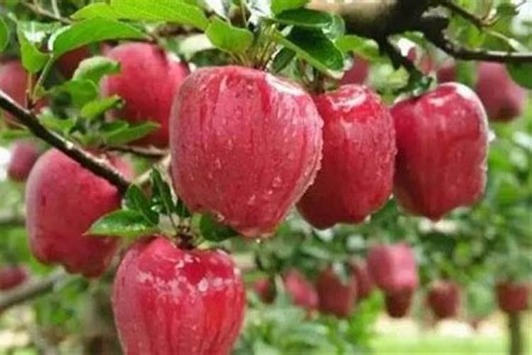 苹果树施肥有什么方法