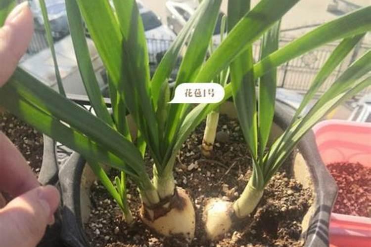 风信子有花苞后怎么养