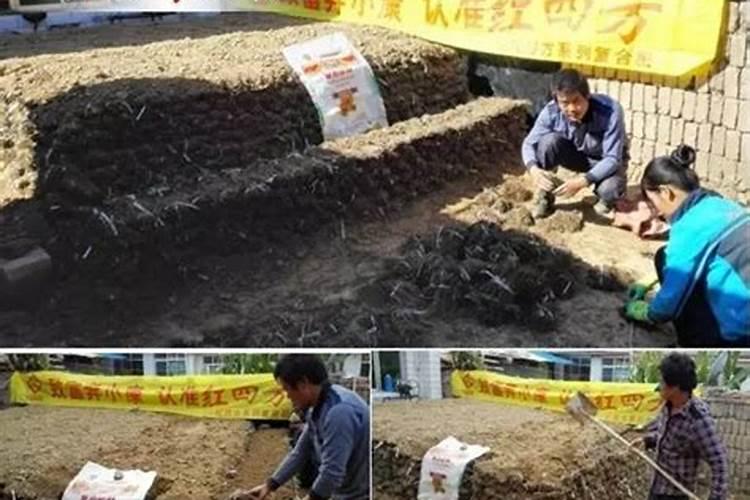一斤西梅大概有几个？