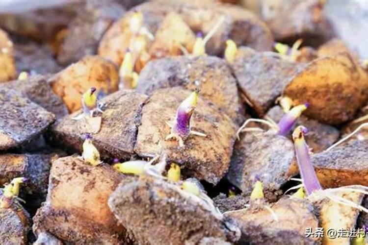 土豆的种植技术及施肥方法