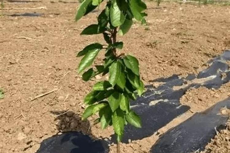 樱桃树苗刚种下去怎么管理
