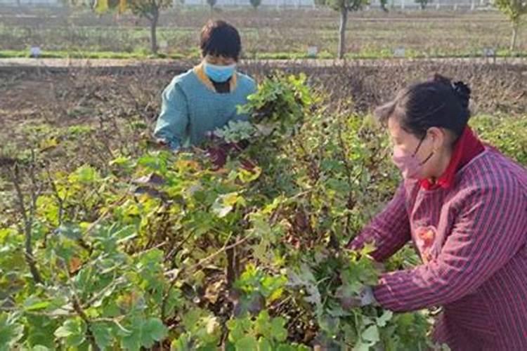 牡丹叶面肥打什么