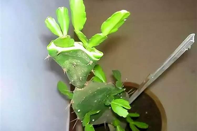 蟹爪兰用叶面肥喷施能行吗
