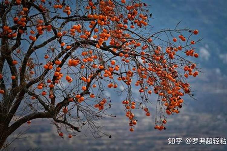 辣椒喷什么叶面肥结果多 多久喷一次