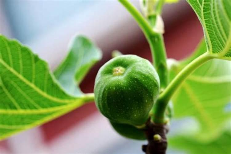 无花果怎么施肥能高产 养殖技巧总结