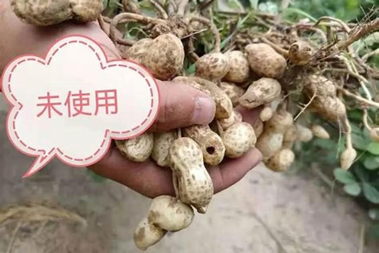 花生追钙肥什么时候最好？该如何进行追钙？