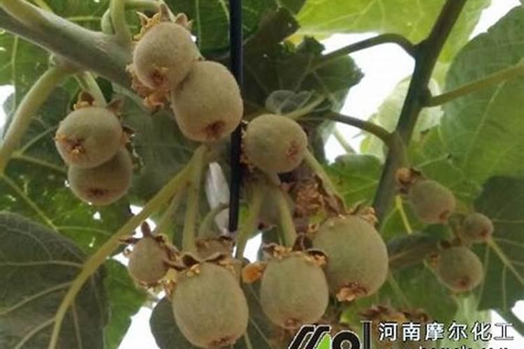 猕猴桃膨大期,施什么肥？