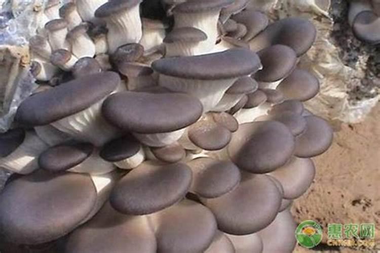 花菜施肥用什么肥料