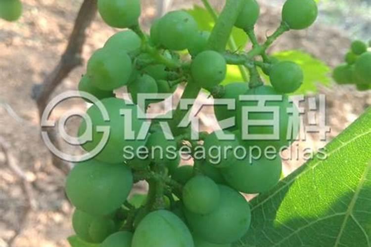 葡萄三农阳光玫瑰严重黄化用什么方法解决？