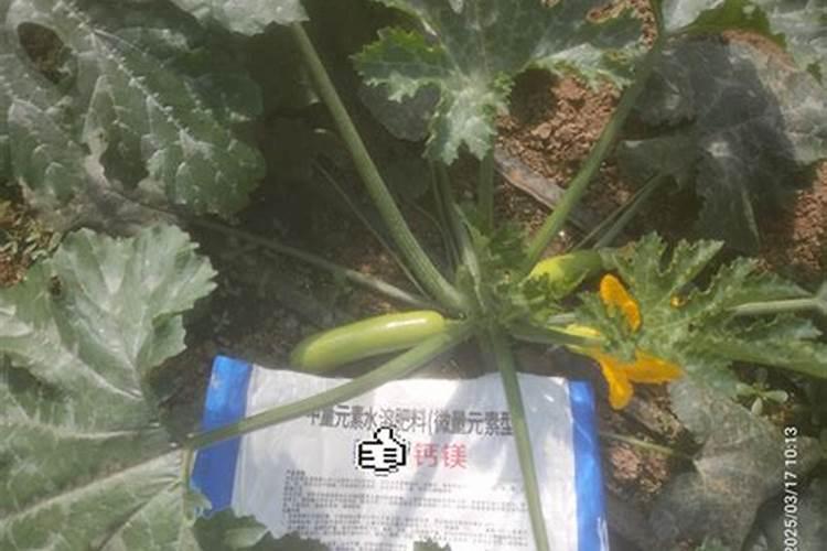 西葫芦喷什么叶面肥结果多？西葫芦用什么肥料可以果实膨大？