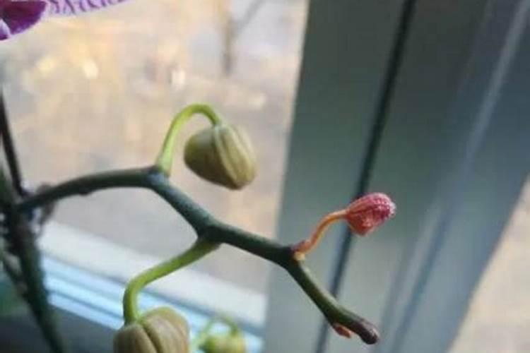 三角梅 开花后要施什么肥