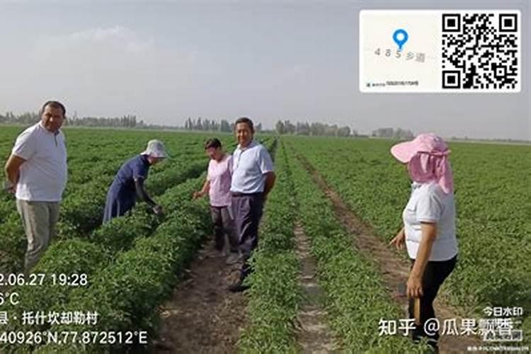 玉米苗期喷什么叶面肥