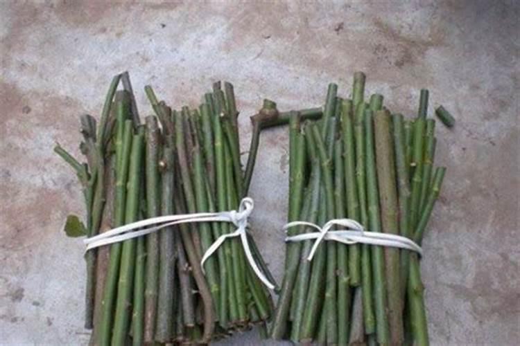 野蔷薇老杆什么季节扦插？