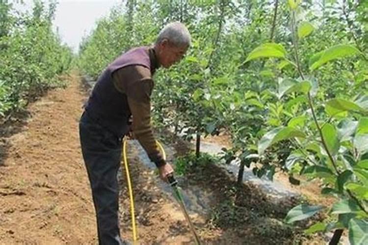 磷肥在地里作用时间一年对吗？