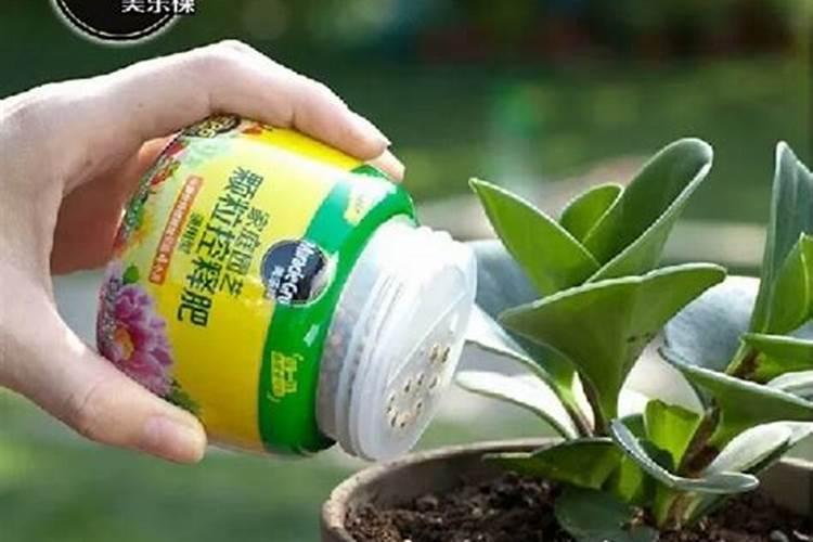 多肉植物控释肥和缓释肥的区别是什么？