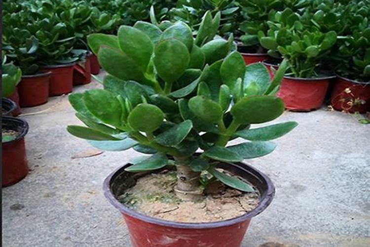 玉树开花？真是“小意思”,5个窍门养成老树,满树开花吉祥旺家