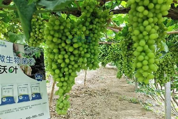 葡萄膨果期用什么肥料,葡萄各个时期的施肥注意事项