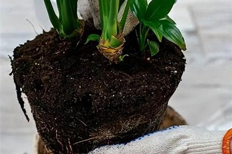 社会医疗保险的报销比例