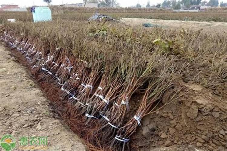 葡萄冬季施肥吗