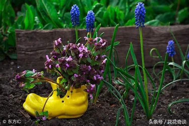 花卉施肥的五大原则和六大技巧