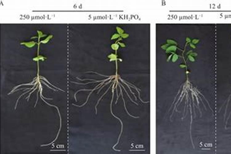 氮肥、磷肥、钾肥各是适用哪些状况的植物？