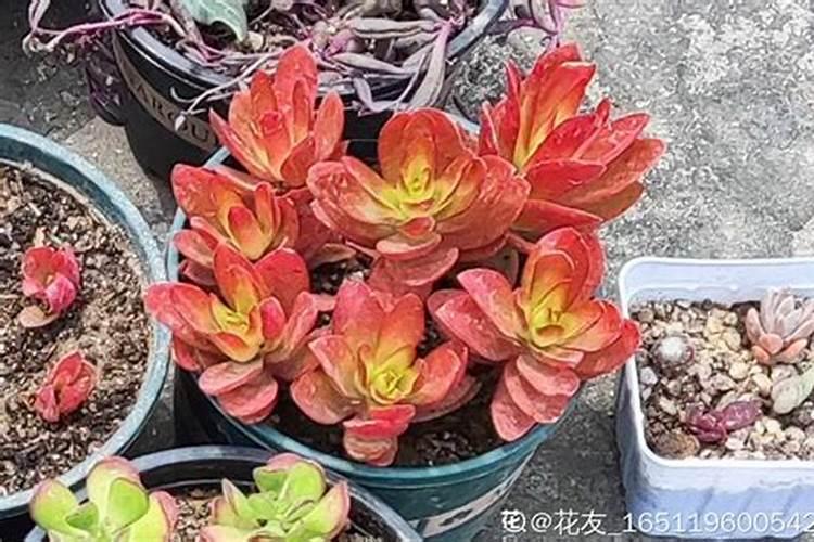 水泡多肉怎么养