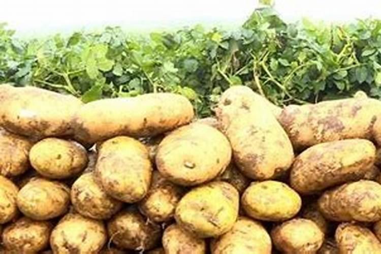 种土豆用什么肥料